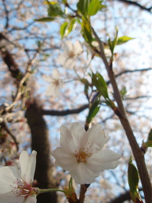 潤井川沿いの桜満開_b0055202_054173.jpg