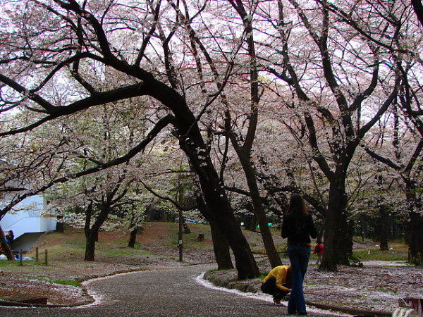 名残の桜・・・代々木公園_b0066502_2126179.jpg