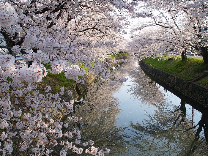 五条川の桜_e0075403_16545666.jpg