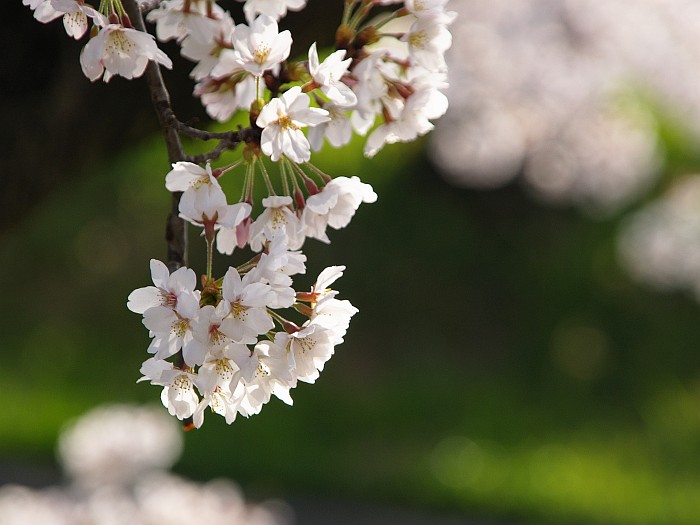 五条川の桜_e0075403_165729.jpg