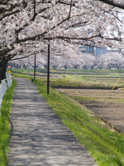 五条川の桜_e0075403_16584964.jpg