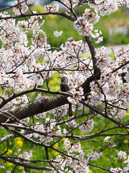 五条川の桜_e0075403_16592411.jpg