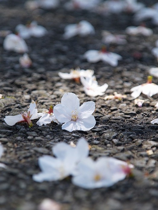 五条川の桜_e0075403_1703182.jpg