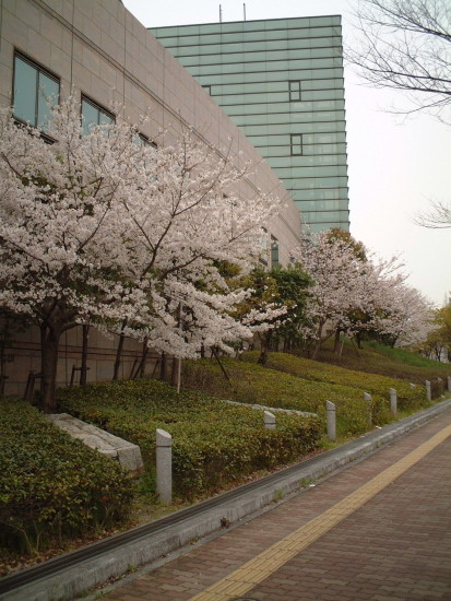 夕桜、夜桜など_c0130409_095026.jpg