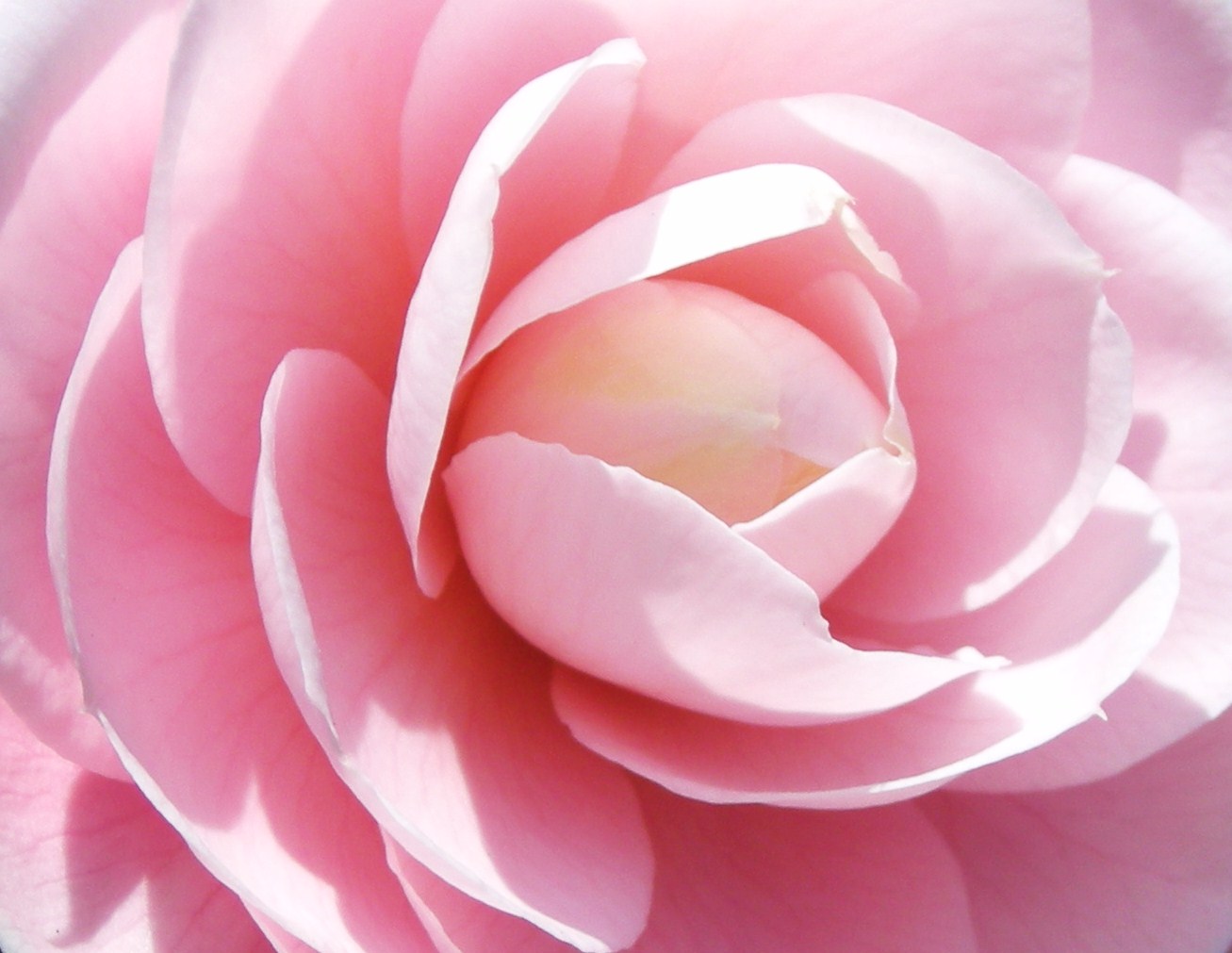 このピンクの花の名は ｐｈｏｔｏ日和