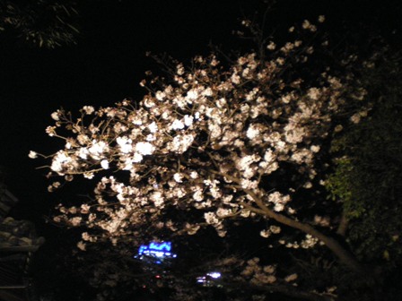 夜桜_a0079012_2213946.jpg