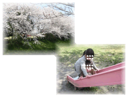 c0111021_15294150.gif