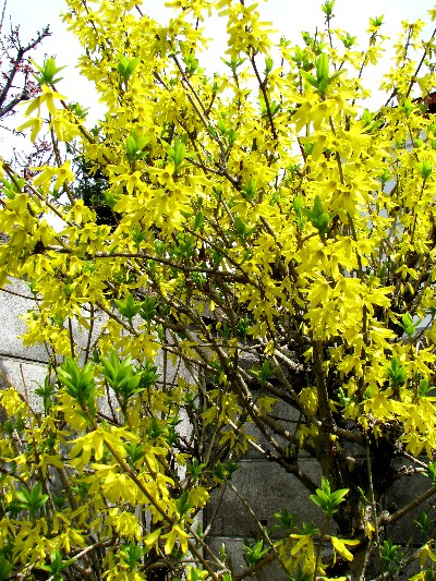 a0004023_8392922.jpg