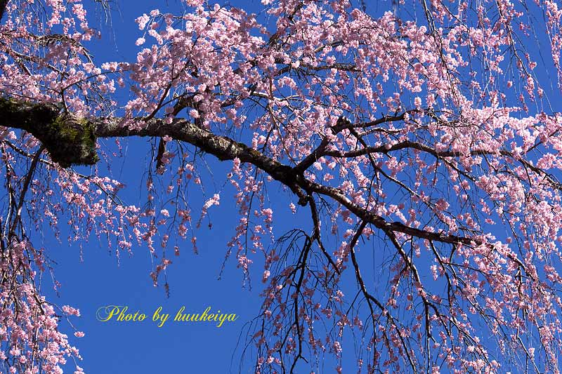 身延山の桜②_f0035323_852649.jpg