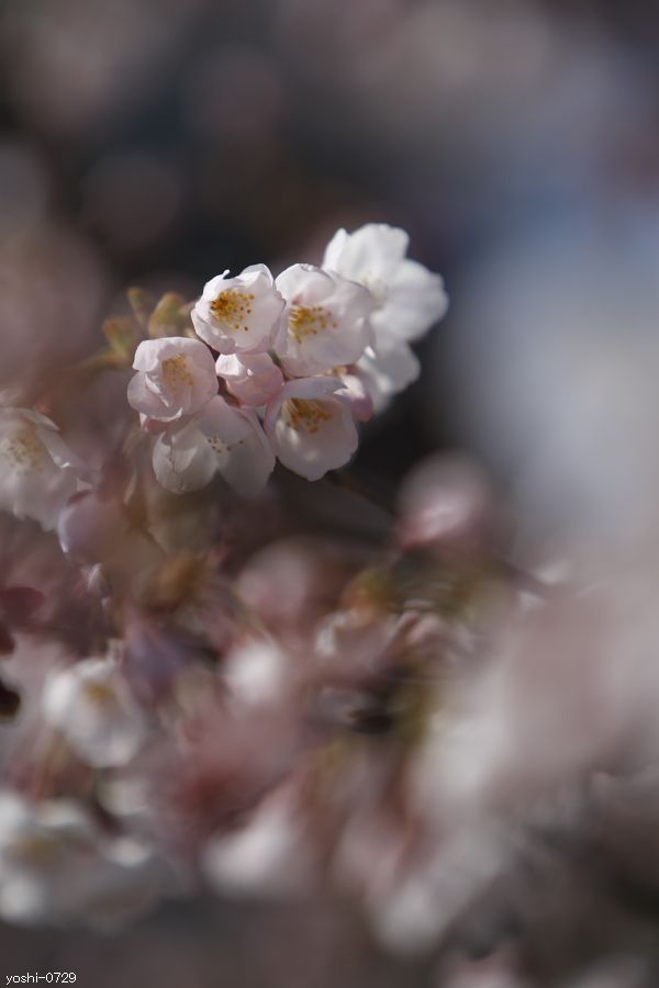 桜_a0104324_647856.jpg