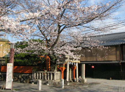 桜偵察隊２００８ その１♪_f0054428_17273981.jpg