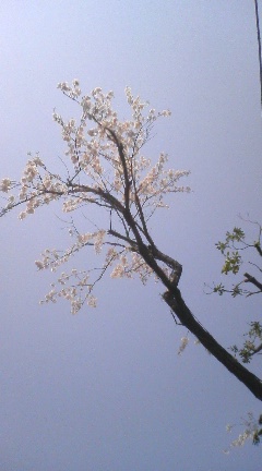 桜_c0082534_18132581.jpg