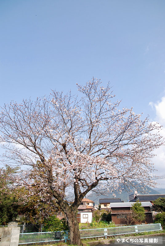 山口市　旭通りの桜_e0130638_202617.jpg