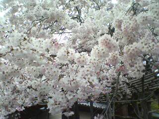 春が来た♪・・・　桜_d0148941_2081168.jpg