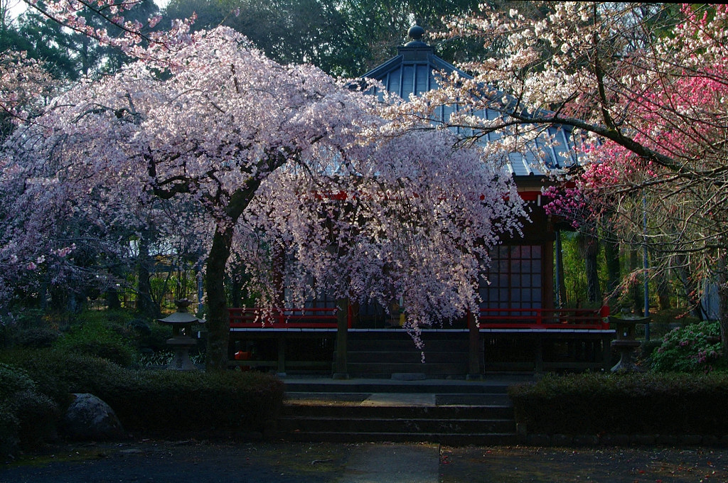 枝垂桜　～地元神社にて～_b0109942_2126641.jpg