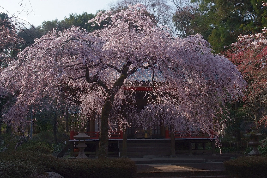 枝垂桜　～地元神社にて～_b0109942_21272789.jpg