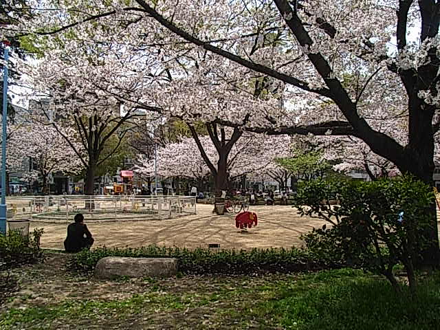 【３日】定休日です(堀江公園の桜)_f0040342_19121672.jpg