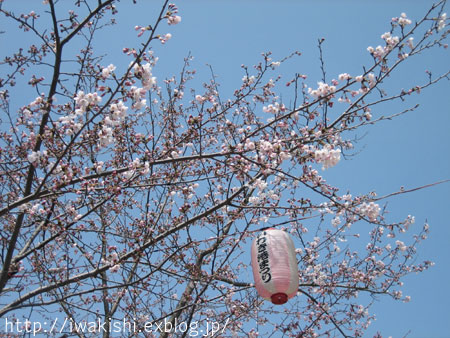 4月３日　小名浜方面と勿来の関公園の桜_f0105342_11191044.jpg