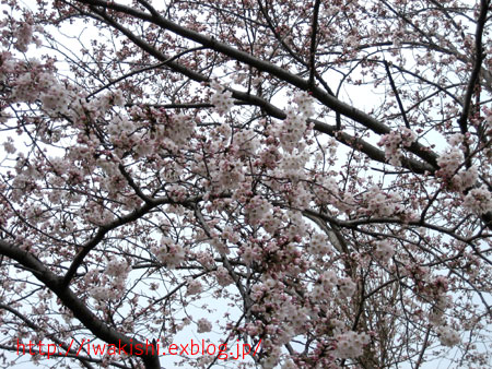 4月３日　小名浜方面と勿来の関公園の桜_f0105342_1121977.jpg