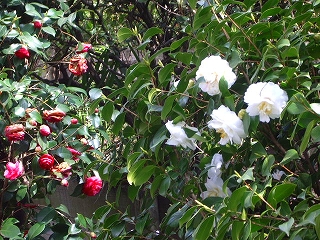 西郷山は花が一杯！_c0135543_21435223.jpg