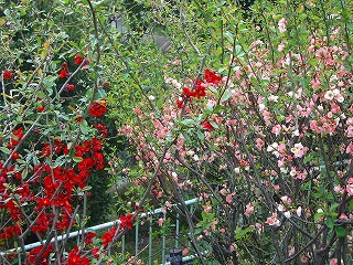 西郷山は花が一杯！_c0135543_21462526.jpg