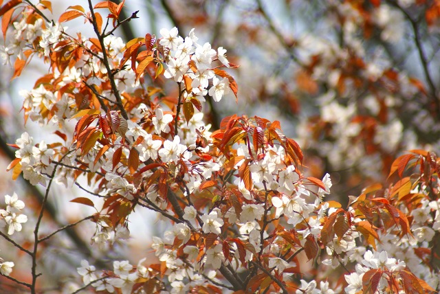 朝日に匂う山桜花_c0075744_18292039.jpg