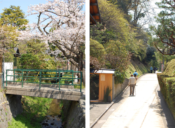 鎌倉の桜・その1_a0003650_1131030.jpg