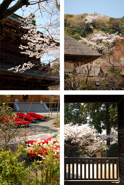 鎌倉の桜・その1_a0003650_173288.jpg