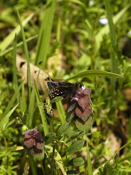 c0045352_1636411.jpg