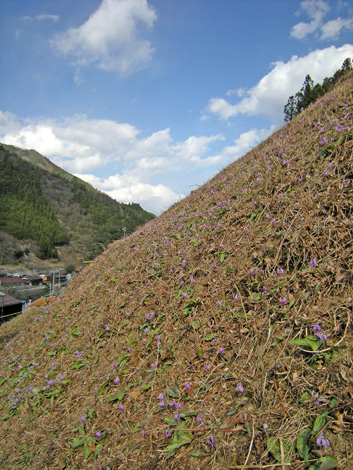 4月4日　カタクリこみち 続き_a0001354_2240866.jpg