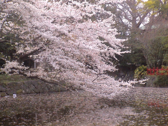 大社の桜。_e0060555_2018746.jpg