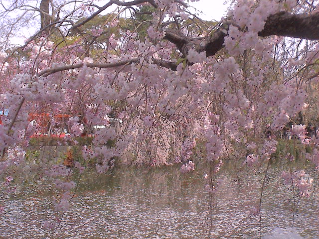 大社の桜。_e0060555_20284145.jpg