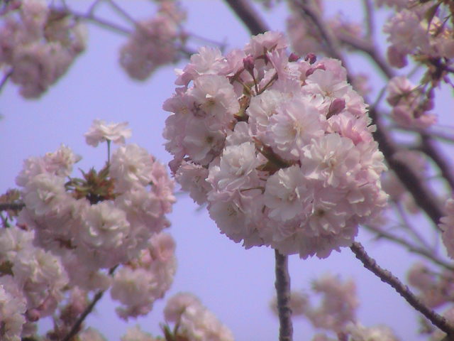 大社の桜。_e0060555_21434889.jpg