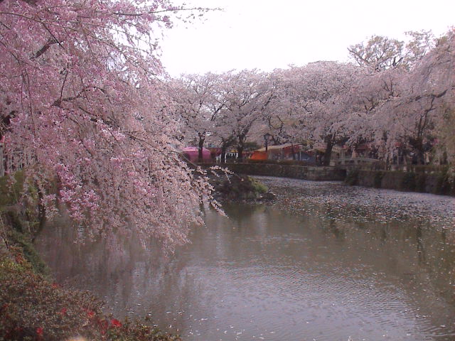 大社の桜。_e0060555_2147593.jpg