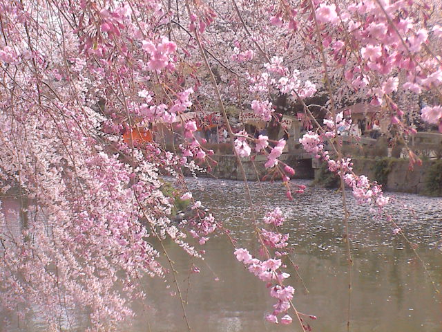 大社の桜。_e0060555_21494559.jpg