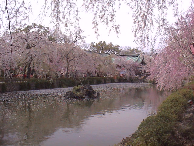 大社の桜。_e0060555_21511986.jpg