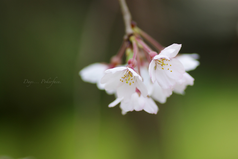 京の春 − 世界文化遺産 醍醐寺の桜（Sakura Images）_d0079559_1937156.jpg