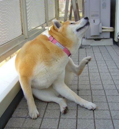4月4日(金)大切なバラがキョンに!!_f0060461_5272330.jpg