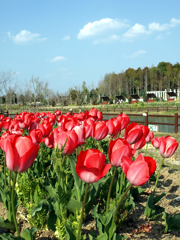 Stroll in spring_a0078765_2103638.jpg