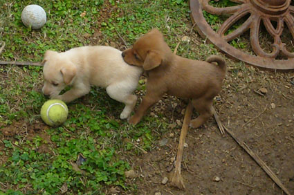 neighbors._c0153966_2115096.jpg