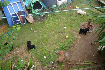 neighbors._c0153966_2123020.jpg