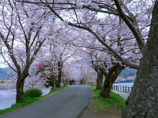 桜 熊本県宇土市立岡公園にて 気ままにデジカメ散歩 桜 熊本県宇土市立岡公園にて 気ままにデジカメ散歩