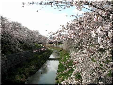 D&D新作＋山崎川の桜【名古屋・新瑞橋～桜山】_d0112968_20361622.jpg