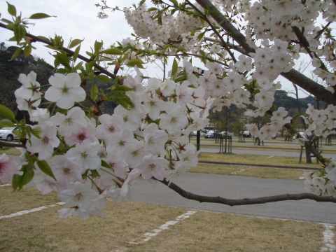 マリーナの桜_a0077071_15555213.jpg