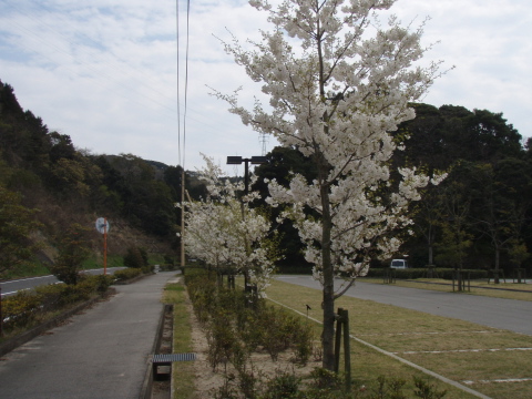 マリーナの桜_a0077071_15592656.jpg