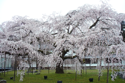 京都・醍醐寺の桜、奈良・郡山城の桜_f0059671_2174226.jpg