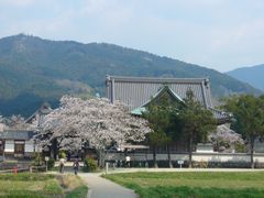 我が家の歳時記 ~ やはり花見は櫻かな ~_b0102572_17551547.jpg