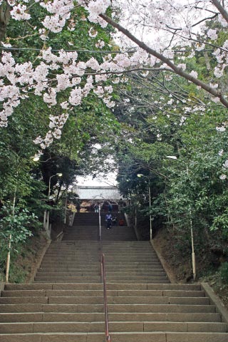 縁の桜_c0114872_15242169.jpg