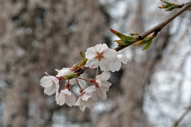 縁の桜_c0114872_1542662.jpg