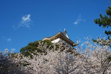 桜_c0123272_8351594.jpg